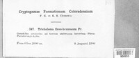 Tricholoma flavobrunneum image